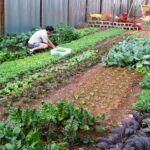 Self-sufficient prepper and their home garden