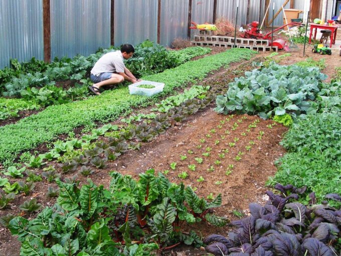 Self-sufficient prepper and their home garden