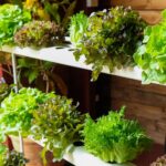 Indoor Growing Systems for Preppers in emergency situations